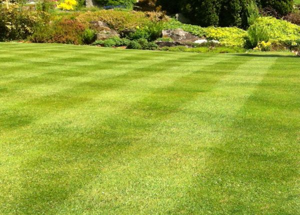Cost of Commercial Grass Cutting in Springdale