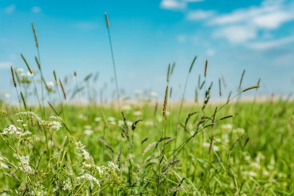 Cost of High Grass Trimming in Springdale