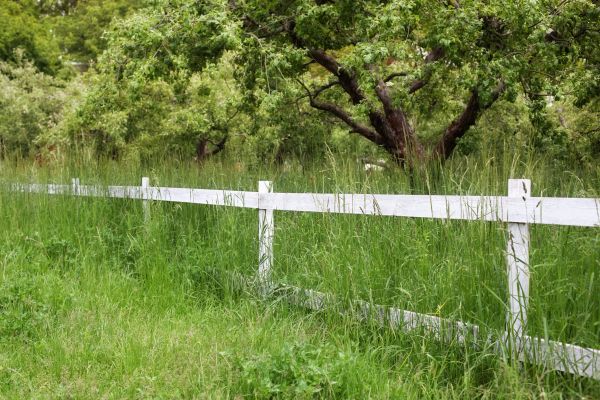 Cost of Fence Line Trimming in Springdale
