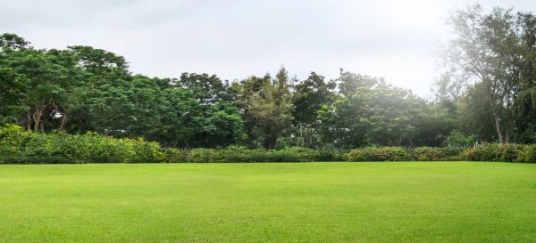 Cost of Golf Course Mowing in Springdale